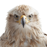 schließen oben Porträt von ein Adler Tier isoliert auf ein transparent Hintergrund, generiert ai png