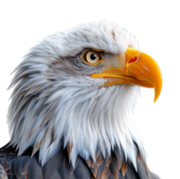 close up portrait of an eagle animal isolated on a transparent background, generated ai png