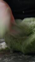 Hands Of A Professional Chef Handle The Dough Of Green Spaghetti Food video