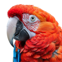 close up portrait of a parrot isolated on a transparent background, generated ai png