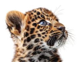 schließen oben Porträt von ein Leopard mit ein transparent Hintergrund, generiert ai png