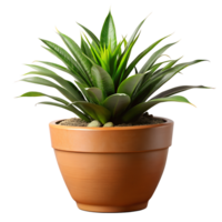 A small plant is in a brown pot png