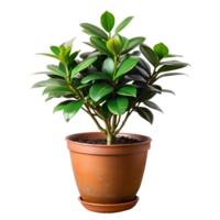 A small plant is in a brown pot png