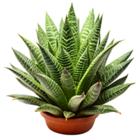 A small plant is in a brown pot png