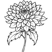 Chrysanthemum flower plant outline illustration coloring book page design, Chrysanthemum flower plant black and white line art drawing coloring book pages for children and adults vector