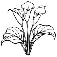 Calla Lily flower plant outline illustration coloring book page design, Calla Lily flower plant black and white line art drawing coloring book pages for children and adults vector