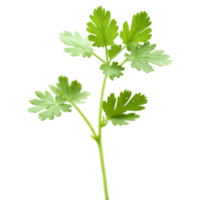 cerfeuil feuilles flottant dans une délicat persil comme tourbillon anthrisque cerfolium nourriture et culinaire concept png