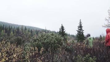 se av de grön skog. klämma. de skog var människor promenad med enorm grön träd och bergen i de bakgrund video