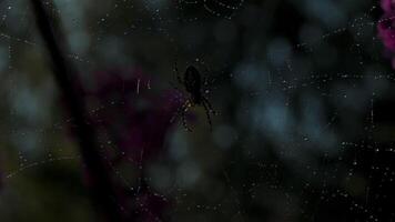 A small black spider in macro photography. Creative. The spider sits on its web , which is very thin and long with small droplets of water . video