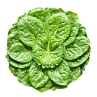 Spinach mandala a leafy circular pattern of spinach with water droplets and leaves twirling png