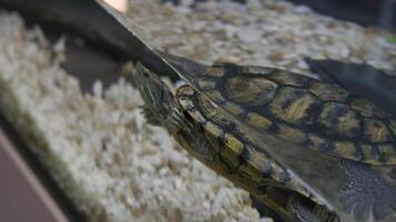 proche en haut de petit Marin tortue nager dans aquarium. hdr. amphibie tortue nager à l'intérieur le verre aquarium. video