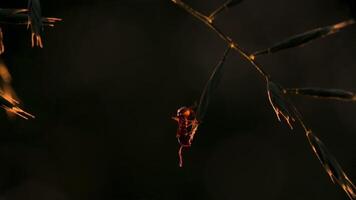 An ant in the grass. Creative. Macro photography. An ant climbs on a sharp green branch . video