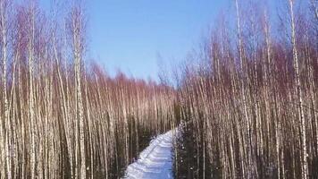 invierno paisaje desde el altura de el trono . acortar. alto abedules y pequeño verde Navidad arboles en el antecedentes de un blanco la carretera ese estar en un fila siguiente a cada otro en contra el antecedentes de un video