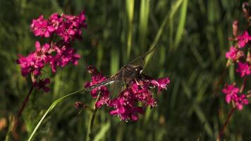 en stor trollslända i makro fotografi. kreativ. en enorm trollslända sitter på en ljus rosa blomma. video