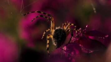 uma grande peludo aranha com listrado oito pernas. criativo. uma aranha se apega para uma rede em uma lindo brilhante Rosa flor video