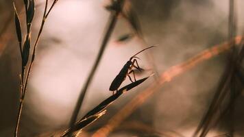 A beetle in the grass. Creative. A beetle in dry grass in macro photography crawls along a stalk of sharp grass . video