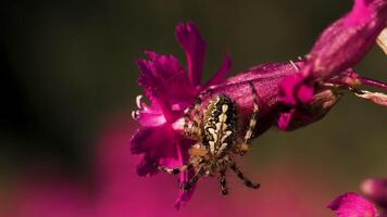 A big orange spider .Creative .A wonderful bright orchid on which a spider sits with its back video