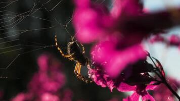 un grande araña en macro fotografía. creativo. un tarántula se sienta en sus web en el luz de sol siguiente a púrpura flores . video