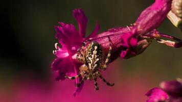 un grande araña ese se sienta se sienta con sus espalda con un hermosa modelo. creativo. un grande hermosa araña en un pequeño rosado flor brote video