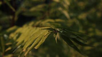 vert herbe. créatif. une branche avec vert feuilles secoue dans le vent suivant à un autre herbe et des arbres . video