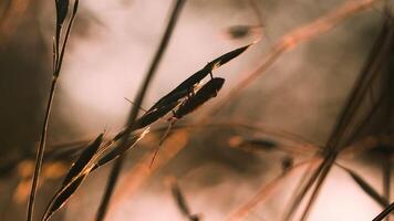 un' scarafaggio con un' grande baffi . creativo. macro fotografia. avvicinamento di un' scarafaggio quello passeggiate su un' magro gambo di erba. video