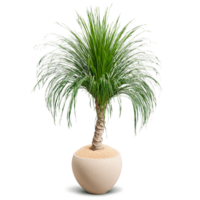 Ponytail Palm long curly green leaves cascading from a gravity defying stone planter with a png