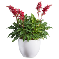 Iresine colorful foliage in shades of red green and yellow in a modern white ceramic png