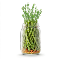 Pickled green beans crisp and garlicky fanning out of a jar with dill sprigs and png