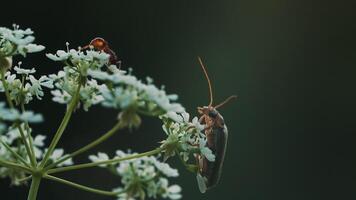 un' scarafaggio con un' grande baffi su un' fiore. macro fotografia. creativo. un' piccolo scarafaggio passeggiate su un' piccolo bianca fiore. video