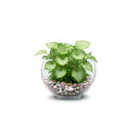 Nerve Plant compact plant with green and white veined leaves in a glass terrarium with png