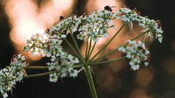 insetos e formigas dentro uma flor. criativo. pequeno insetos rastejar em uma pequeno branco flor e você pode Vejo a partir de atrás este a Sol é silenciosamente contexto. video