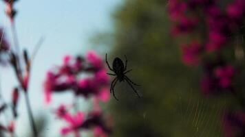 A small spider is sitting on its spider web. Creative. The insect sits with its back up on a web that is held on by pink orchids. video