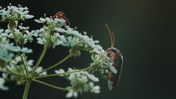 ein Käfer mit ein groß Schnurrbart auf ein Blume. Makro Fotografie. kreativ. ein klein Käfer Spaziergänge auf ein klein Weiß Blume. video