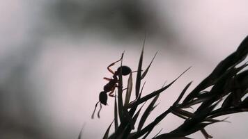 un formica nel macro fotografia. creativo. un formica quello striscia attraverso il attuale piace un' ago nel il erba piace un' labirinto . video