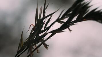 An ant in the grass. Creative. Macro photography. An ant climbs on a sharp green branch . video