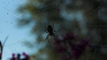 A small black spider in macro photography. Creative. The spider sits on its web , which is very thin and long with small droplets of water . video