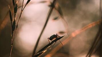 un' scarafaggio nel il erba. creativo. un' scarafaggio nel asciutto erba nel macro fotografia striscia lungo un' gambo di acuto erba . video