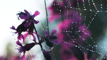 un araña siguiente a un web en cuales eso lluvias .creativo. un hermoso araña Costura en el lluvia en un maravilloso orquídea video