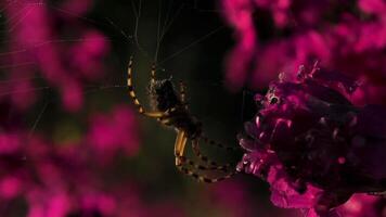 un grande tarántula en macro fotografía. creativo.a grande mullido araña en un web siguiente a un púrpura orquídea. video