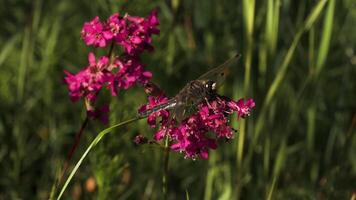 een groot libel in macro fotografie. creatief. een reusachtig libel zit Aan een helder roze bloem. video