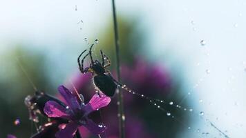 un araña siguiente a un web en cuales eso lluvias .creativo. un hermoso araña Costura en el lluvia en un maravilloso orquídea video