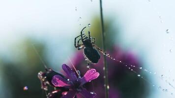 araña en macro fotografía. creativo. un grande negro araña se sienta en un de araña web en cuales allí son pequeño gotas de agua, hermosa púrpura flores son además visible. video