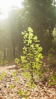 de zon is schijnend door de bomen in de bossen video