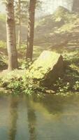 A small pond surrounded by trees in a forest video