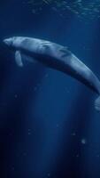 un' maestoso balena nuoto tra scuole di pesce nel il in profondità blu oceano video