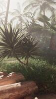 A screenshot of a jungle with palm trees video