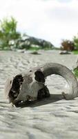 uma fechar acima do uma animal crânio em uma de praia video