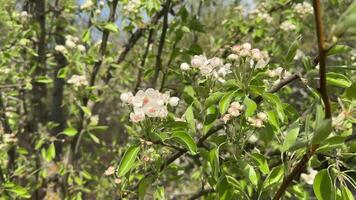 branches of a flowering apple tree in the wind against the sky video