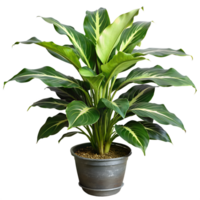 A small plant is in a brown pot png