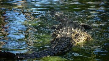 krokodil of alligator in water video